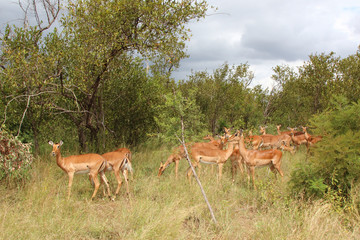 Schwarzfersenantilope / Impala / Aepyceros melampus
