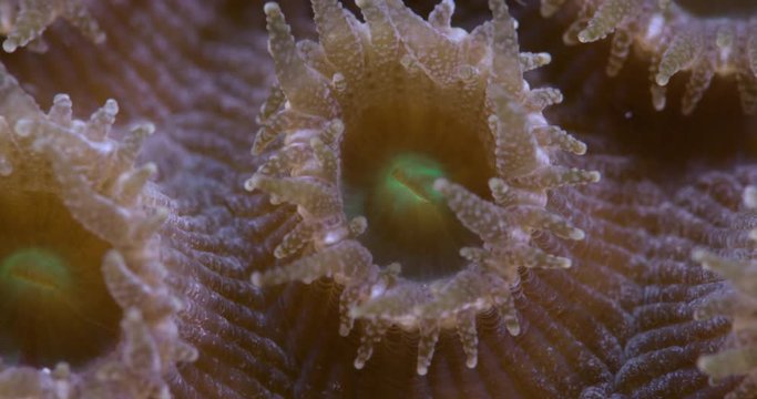 Close up of coral polyp underwater