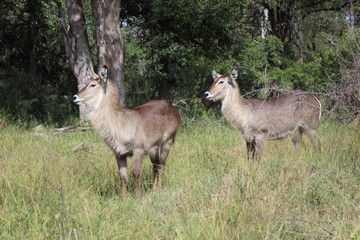 Wasserbock / Waterbuck / Kobus ellipsiprymnus