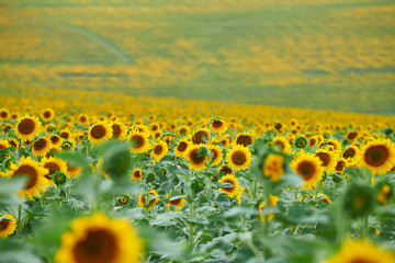 Obraz premium Sunflower field - bright yellow flowers, beautiful summer landscape