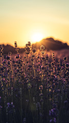 Sunset over lavender field