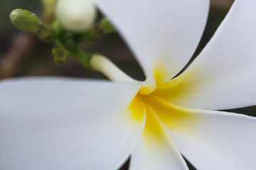 the frangipani in macro view