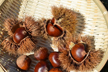 収穫した栗の実