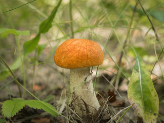 Beautiful aspen in the forest in the thick grass.
