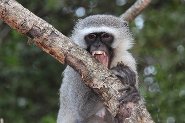 Grüne Meerkatze / Vervet monkey / Cercopithecus aethiops