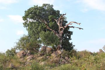 Afrikanischer Busch / African Bush /
