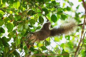 squirrel on tree, the squirrel in nature, animal in wild life