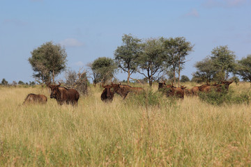 Fototapeta premium Streifengnu / Blue wildebeest / Connochaetes taurinus