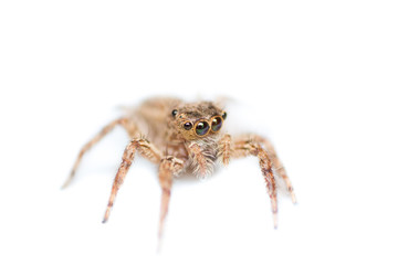 Macro of spider isolated, the hunter insect in nature, insect in wild
