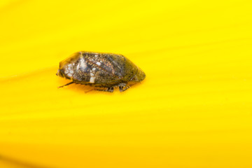 Ladybug on plants leaf, macro of ladybug in nature, insect in wild