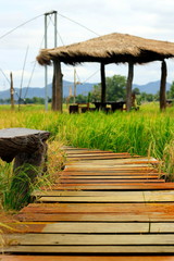 Old wooden floor walkways in rice fields
