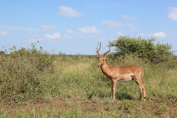 Schwarzfersenantilope / Impala / Aepyceros melampus