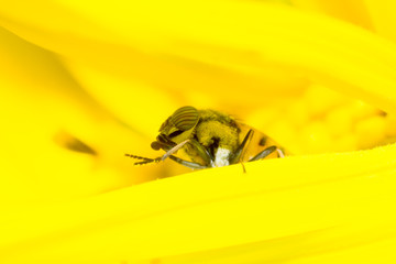Macro fly on the flower leaf, macro of insect in nature, animal in wild life