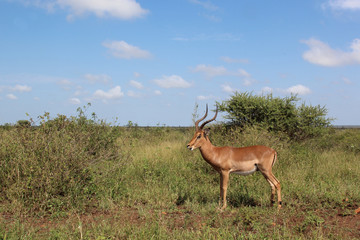 Schwarzfersenantilope / Impala / Aepyceros melampus