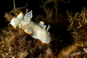 Heron Ardeadoris, Ardeadoris egretta is a species of sea slug, a dorid nudibranch, a shell-less marine gastropod mollusc in the family Chromodorididae