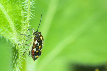 Ladybug on plants leaf, macro of ladybug in nature, insect in wild