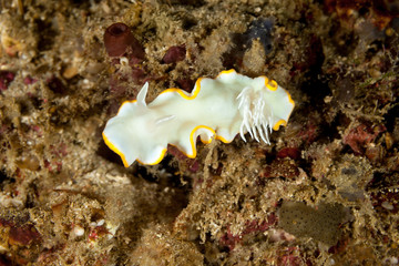 Ardeadoris egretta