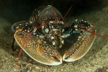 European lobster or common lobster, Homarus gammarus