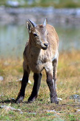Caucasus. Bezengi gorge. Mountain goat.