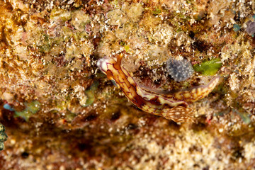 Hypselodoris krakatoa is a species of sea slug or dorid nudibranch, a marine gastropod mollusk in the family Chromodorididae