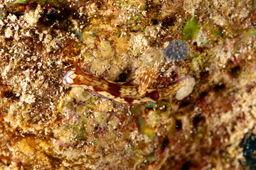 Obraz na płótnie Canvas Hypselodoris krakatoa is a species of sea slug or dorid nudibranch, a marine gastropod mollusk in the family Chromodorididae