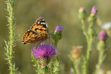 Allphotokz Butterflies 20190723 0794 D810