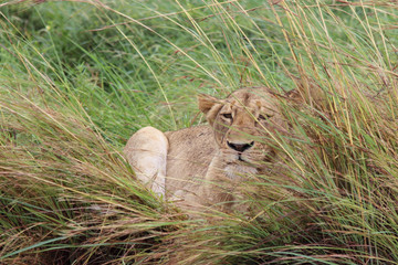 Afrikanischer Löwe / African lion / Panthera Leo.