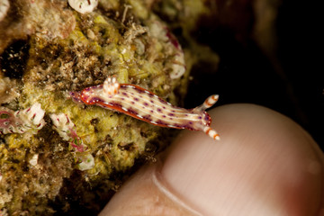 Hypselodoris maculosa