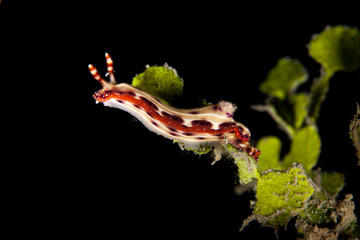 Hypselodoris maculosa