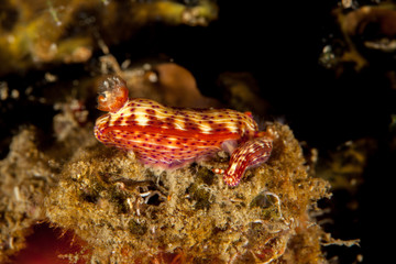 Hypselodoris maculosa mating