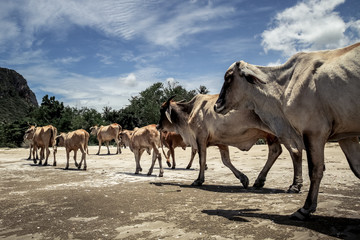 Herd of cows with lean bodies walking on the beach under strong sun