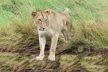 Afrikanischer Löwe / African lion / Panthera Leo.