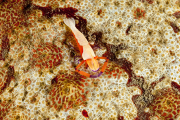 Emperor shrimp, Periclimenes imperator