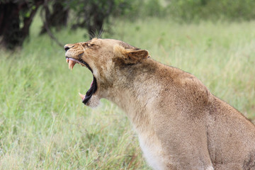 Afrikanischer Löwe / African lion / Panthera Leo