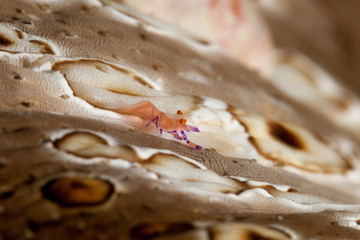 Emperor shrimp, Periclimenes imperator