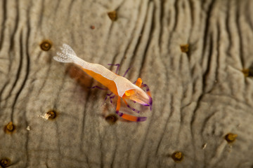 Emperor shrimp, Periclimenes imperator
