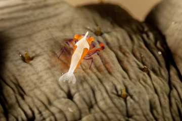 Emperor shrimp, Periclimenes imperator