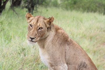 Afrikanischer Löwe / African lion / Panthera Leo.