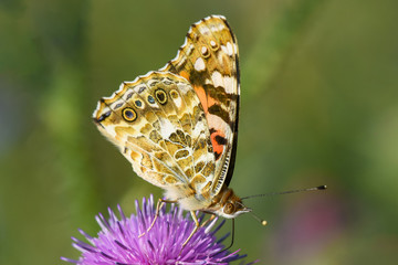 Allphotokz Butterflies 20190723 0931 D810