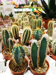 Collection of various cactus and succulent plants in different pots. Many plants of cacti in the store.