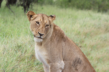 Afrikanischer Löwe / African lion / Panthera Leo.