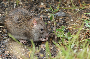 Naklejka na ściany i meble A wild Brown Rat, Rattus norvegicus, eating seads on the ground at the edge of a lake. 