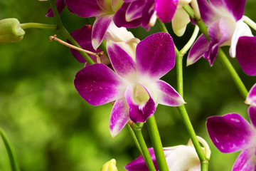 Orchidee Nahaufnahme