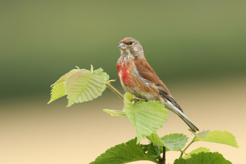 A stunning male Linnet, Linaria cannabina, perching on a branch in a tree.	