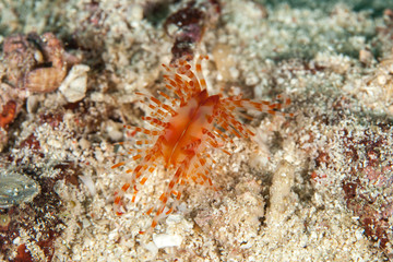 Limaria fragilis, the fragile file clam