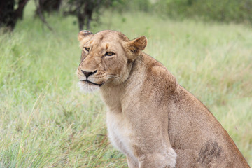 Fototapeta na wymiar Afrikanischer Löwe / African lion / Panthera Leo.