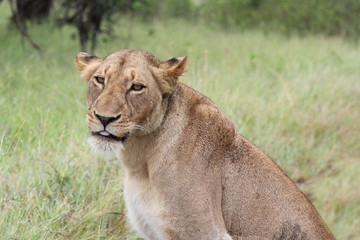 Afrikanischer Löwe / African lion / Panthera Leo.