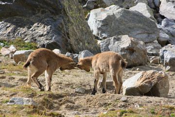 Caucasus. Bezengi gorge. Mountain goat.