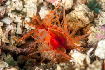 Limaria fragilis, the fragile file clam