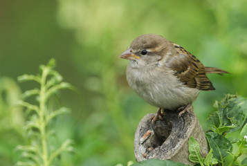 A cute baby House Sparrow, Passer domesticus, perching on a tree stump. It is waiting for its parents to come back and feed it.